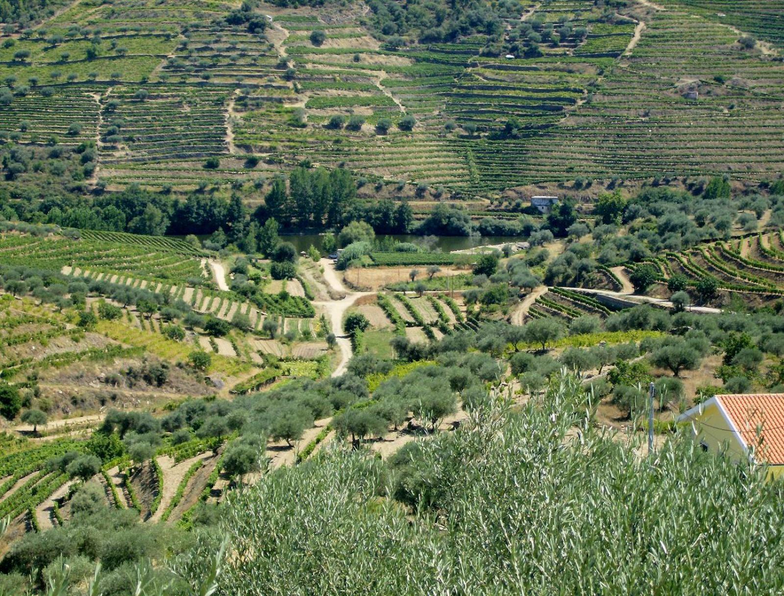 Casa Oliveiras Do Douro Villa Sobreira Luaran gambar