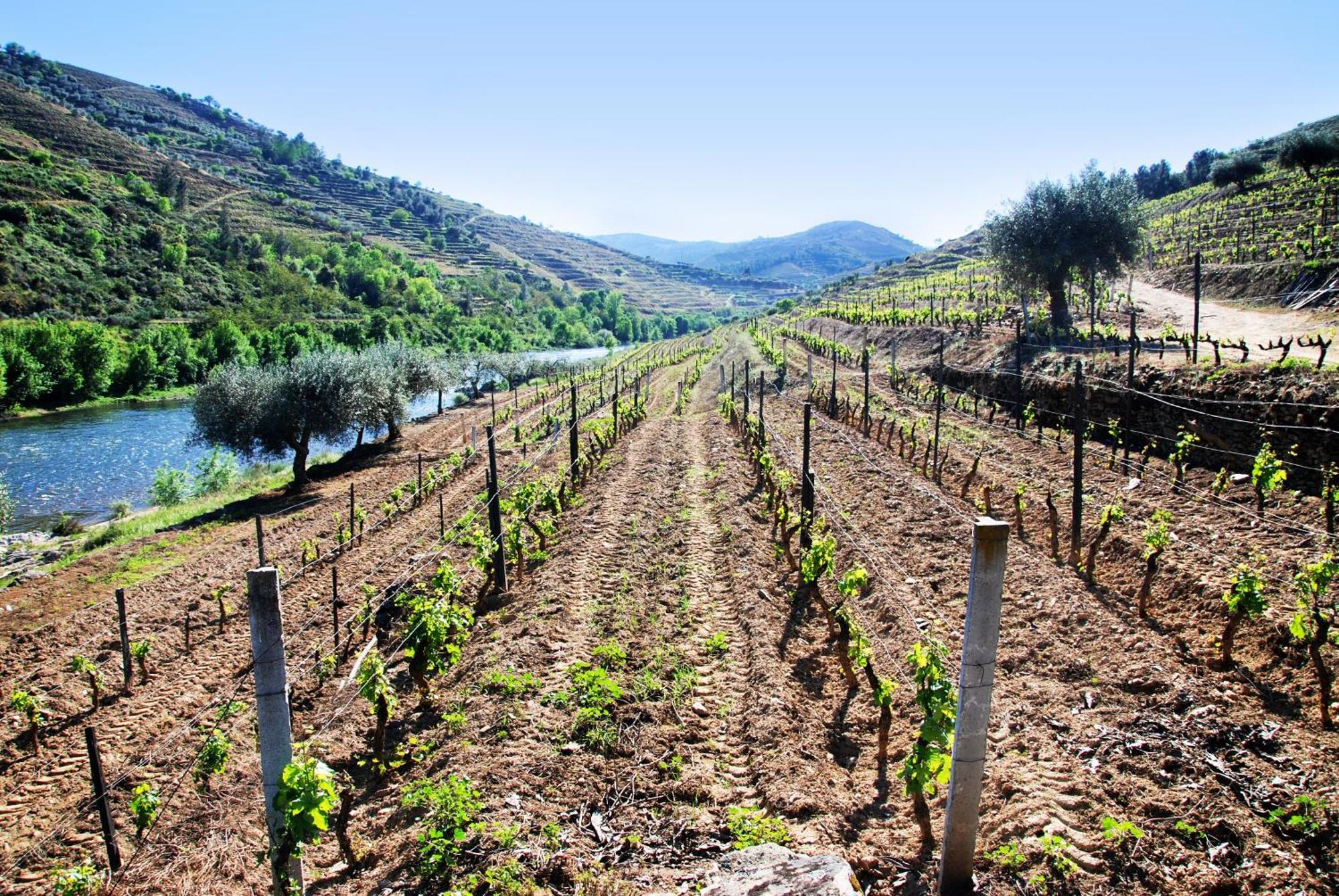 Casa Oliveiras Do Douro Villa Sobreira Luaran gambar