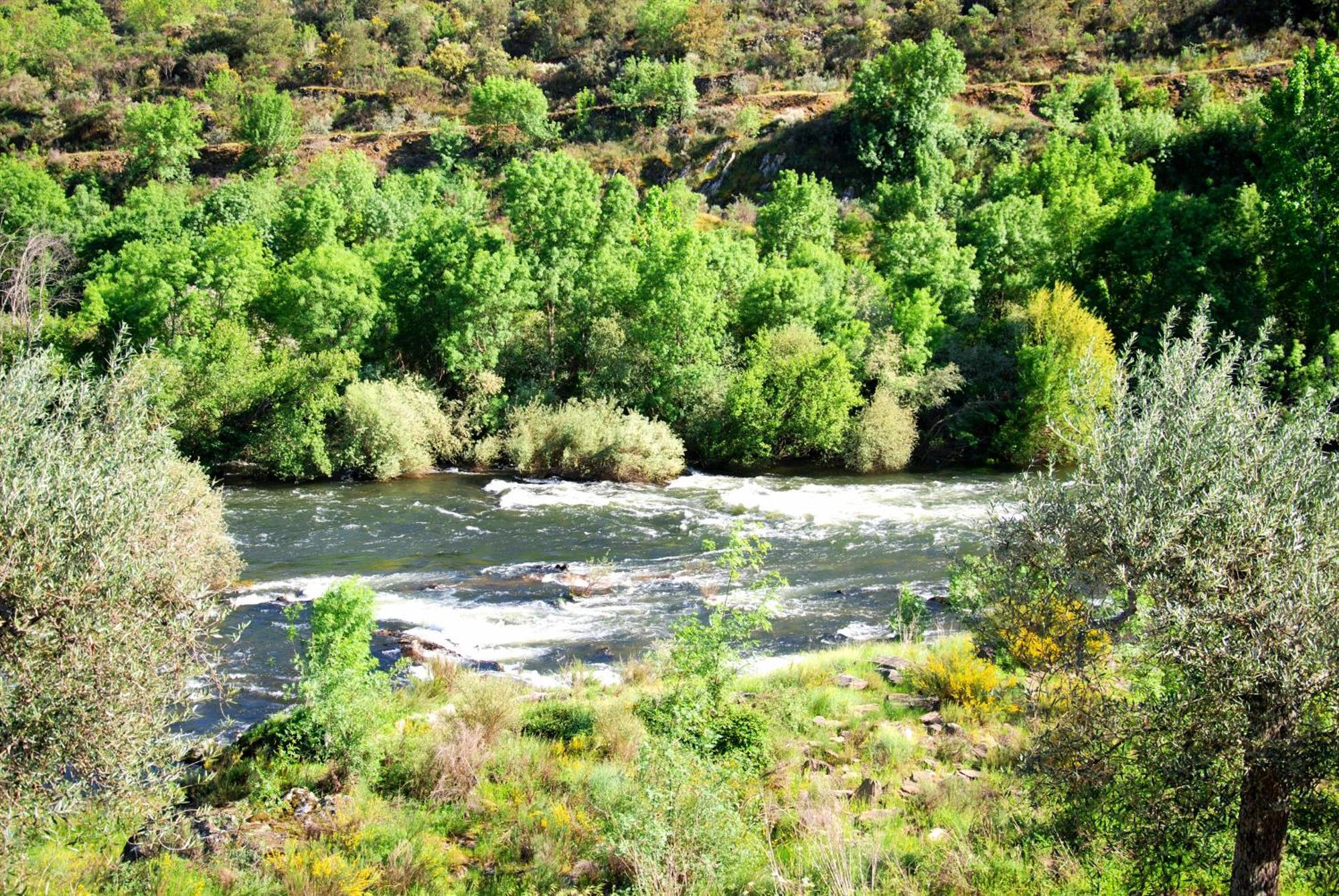 Casa Oliveiras Do Douro Villa Sobreira Luaran gambar