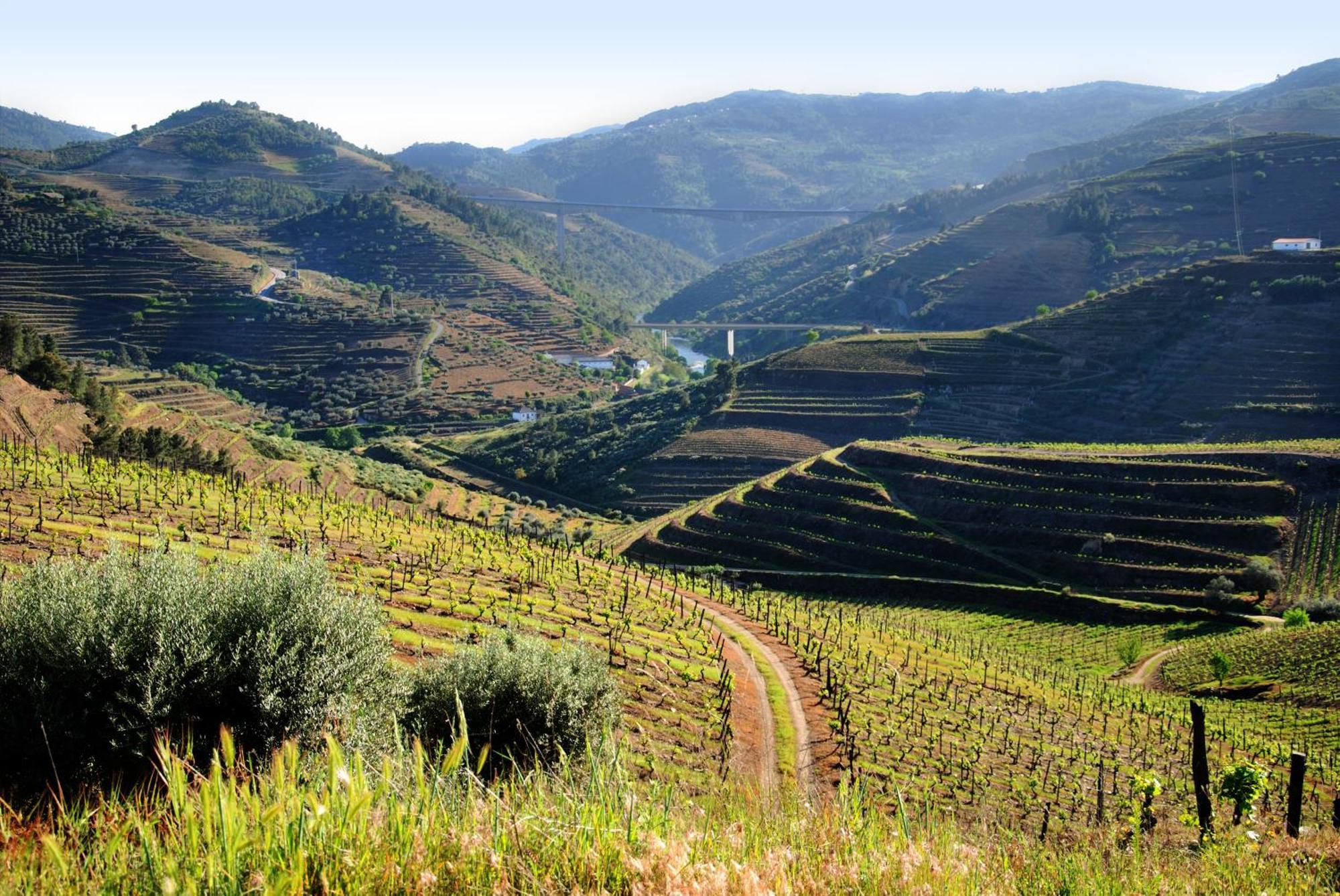 Casa Oliveiras Do Douro Villa Sobreira Luaran gambar
