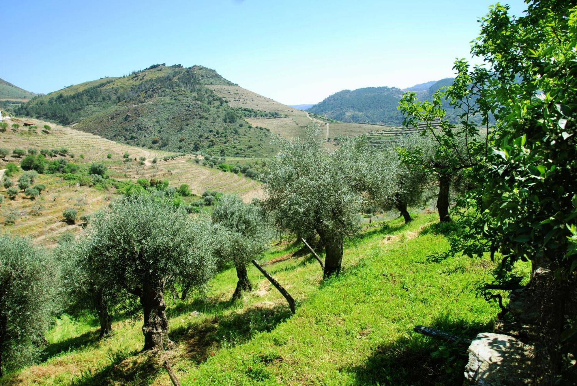 Casa Oliveiras Do Douro Villa Sobreira Luaran gambar