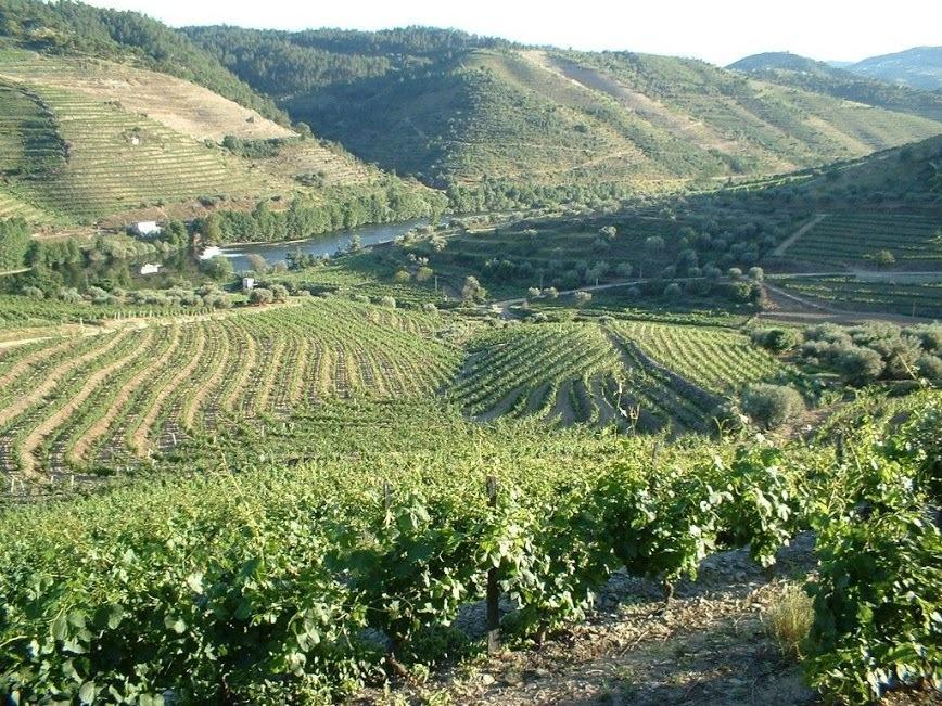 Casa Oliveiras Do Douro Villa Sobreira Luaran gambar